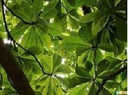 chlorophyll B