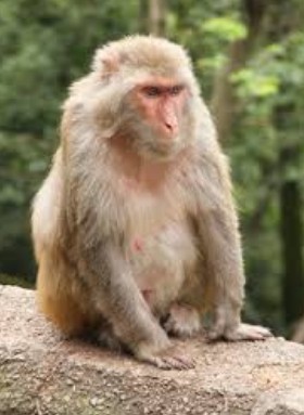 Macaque blood