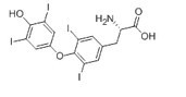 Thyroxine (T4)