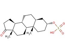 Androsterone Sulfate