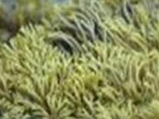 Algae Extractseaweed laminaria 