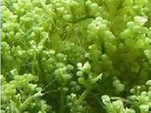 Seaweed mucopolysaccharides
