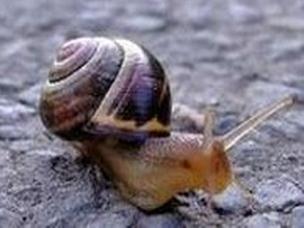 Snail Extract