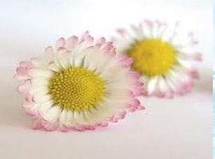 Belides NP