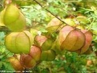 CARDIOSPERMUM HALICACABUM EXTRACT