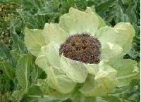 Snow Lotus Herb P.E.(Snow Lotus Herb Ex