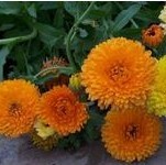 calendula extract