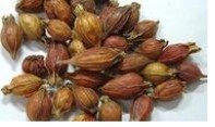 glossy privet fruit extract (Fructus Li