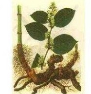 resveratrol extract