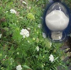 Common Cnidium Fruit P.E(Common Cnidium