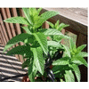 Mint compound essential oil