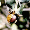 Jojoba essential oil