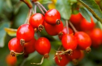 Rosehip essential oil; Rosehip seed ess