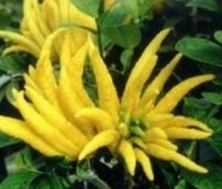 Bergamot essential oil