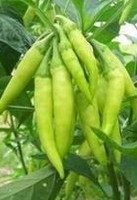 Sweet pepper extract, Capsiate