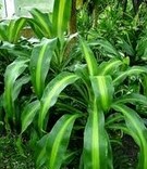 Dracaena fragrans (cornstalk dracaena)