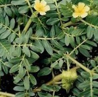 Tribulus Terrestris P.E.