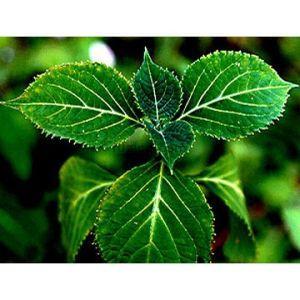 Yohimbine(Yohimbe Extract)