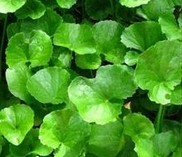 Gotu kola extract(Centella Asiatica Ext