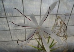 CRINUM ASIATICUM extract(Chinese Crinum