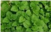 Mint essential oil