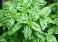 Basil essential oil