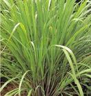 Lemongrass essential oil
