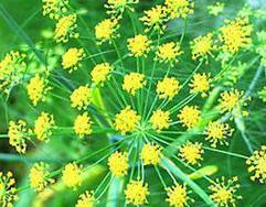 Fennel essential oil