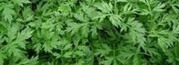 Folium artemisiae argyi essential oil