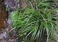 Acorus tatarinowii essential oil