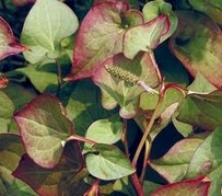 Houttuynia essential oil