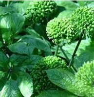 Radix paeoniae alba essential oil
