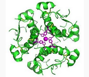 Insulin