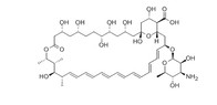 Amphotericin B