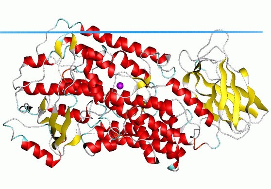 Lipoxygenases
