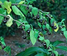 belladonna Extract