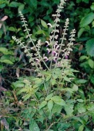 Salvia miltiorrhiza P.E.