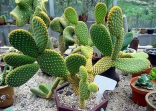 Cactus P.E.