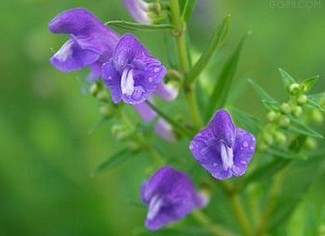 Scutellaria Baicalensis Root Extract