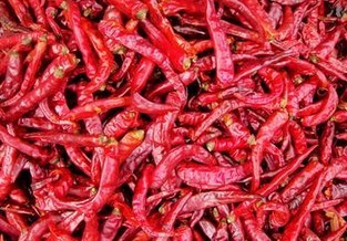 chili pepper/ Capsicum Extract