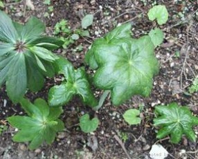 Podophyllum extract