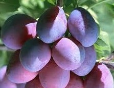 plum extract