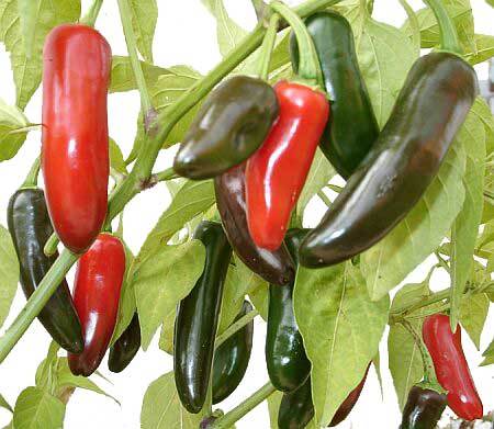 Capsiate(Capsicum extract)/Capsicum P.E