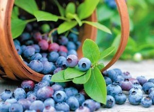 Bilberry extract 