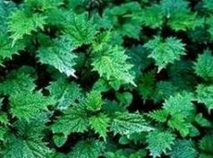 nettler root extract