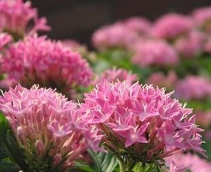 Rhodiola Rosea extract