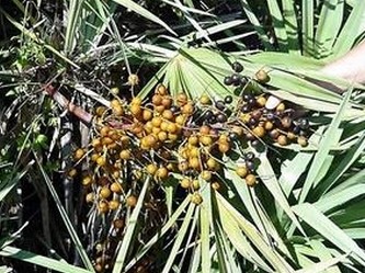 Saw Palmeto Berry Extract 