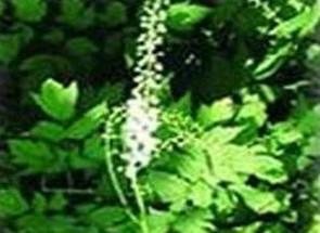 Black Cohosh Extract 