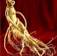 American Ginseng Extract