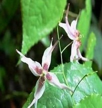 Epimedium Extract